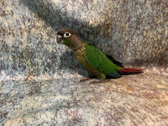 Green Cheek Conure BIRD Male Normal 13604 Petland Pensacola, Florida