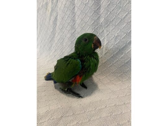 Eclectus-BIRD-Male-Green-13606-Petland Pensacola, Florida