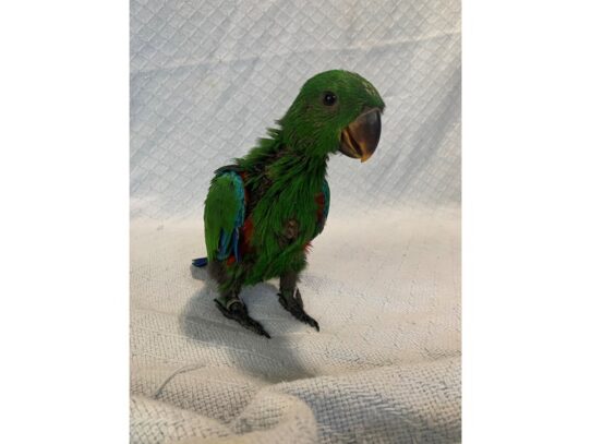 Eclectus-BIRD-Male-Green-13607-Petland Pensacola, Florida