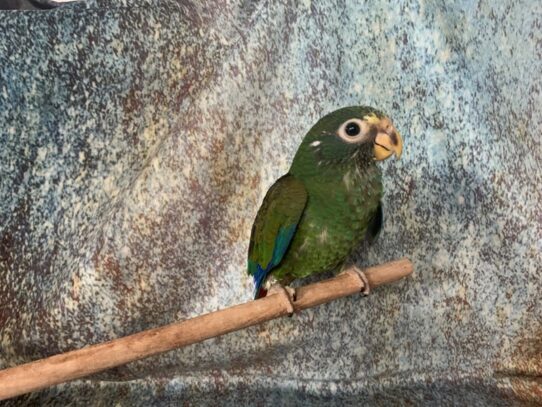 White Cap Pionus-BIRD-Male--13608-Petland Pensacola, Florida