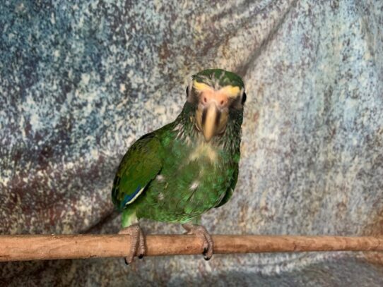 White Cap Pionus BIRD Male 13609 Petland Pensacola, Florida