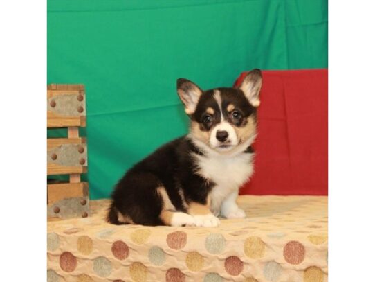 Pembroke Welsh Corgi DOG Female Black / Tan 13611 Petland Pensacola, Florida