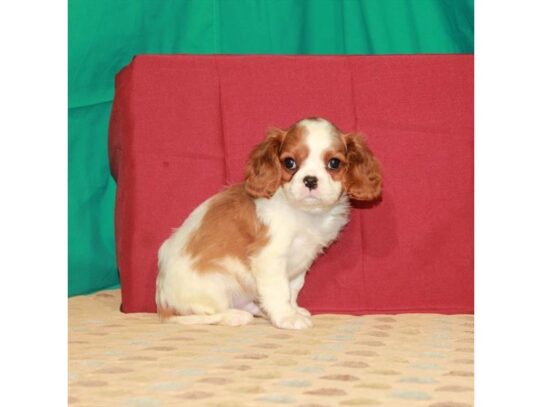 Cavalier King Charles Spaniel DOG Male Blenheim / White 13610 Petland Pensacola, Florida