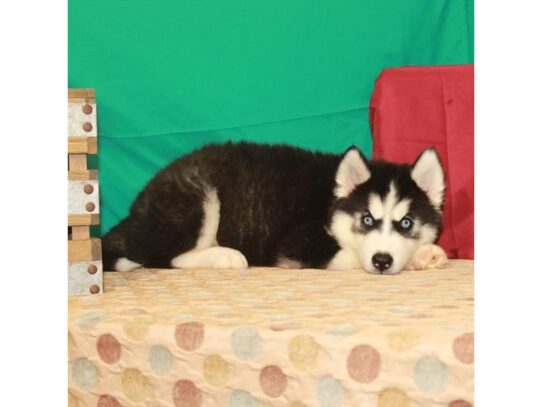 Siberian Husky DOG Female Black / White 13612 Petland Pensacola, Florida