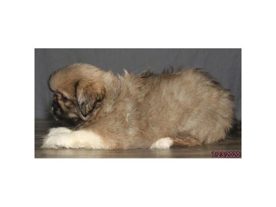 Pekingese DOG Female Sable 13621 Petland Pensacola, Florida