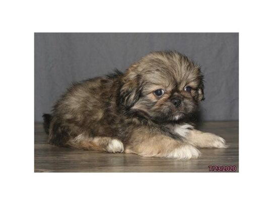 Pekingese DOG Male Sable 13622 Petland Pensacola, Florida