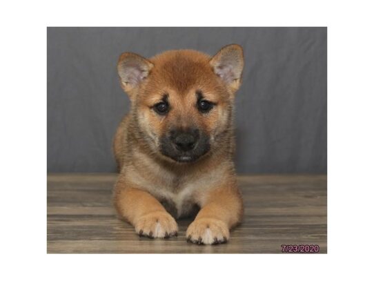 Shiba Inu DOG Male Red 13619 Petland Pensacola, Florida