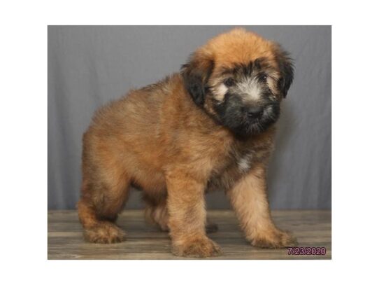 Soft Coated Wheaten Terrier DOG Female Wheaten 13613 Petland Pensacola, Florida