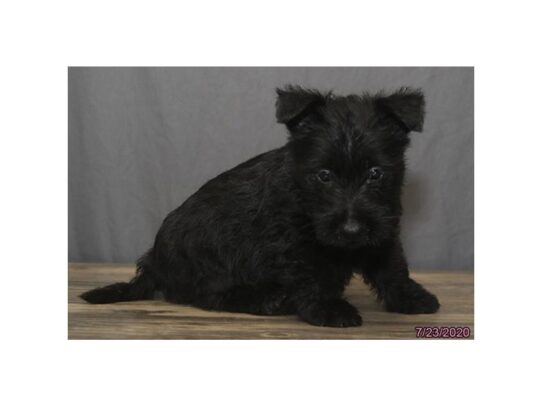 Scottish Terrier DOG Female Black 13618 Petland Pensacola, Florida