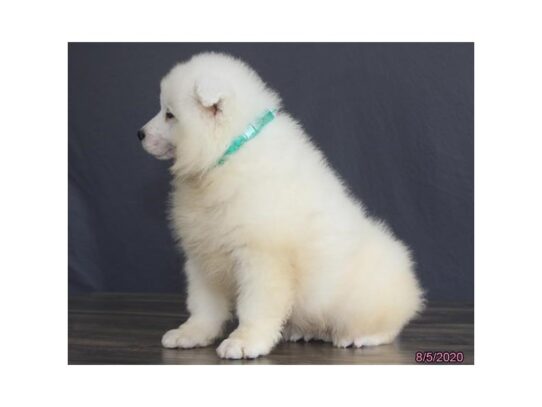 Samoyed DOG Male White 13617 Petland Pensacola, Florida