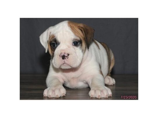 Victorian Bulldoge DOG Female Fawn 13615 Petland Pensacola, Florida