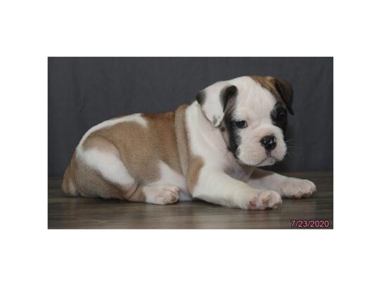 Victorian Bulldoge-DOG-Male-Fawn-13616-Petland Pensacola, Florida