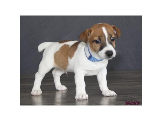 Jack Russell Terrier DOG Male Brown / White 13614 Petland Pensacola, Florida