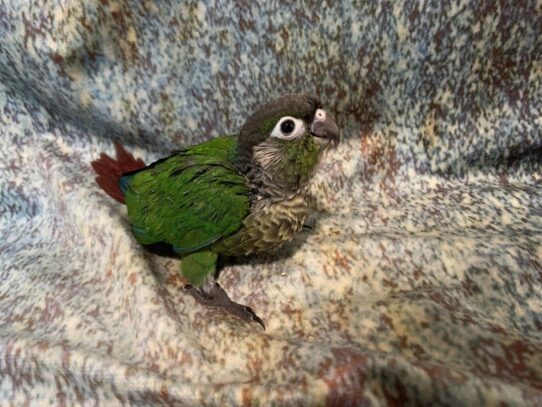 Green Cheek Conure BIRD Normal 13627 Petland Pensacola, Florida