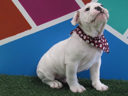 English Bulldog DOG Male White 13677 Petland Pensacola, Florida