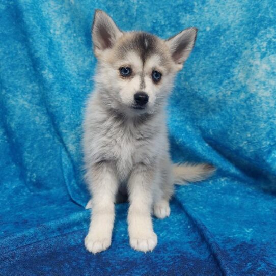 Pomsky DOG Female Gray / White 1120 Petland Pensacola, Florida