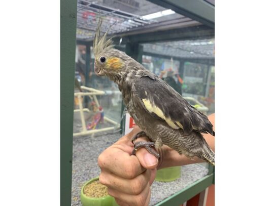 Cockatiel BIRD Male Normal 13629 Petland Pensacola, Florida