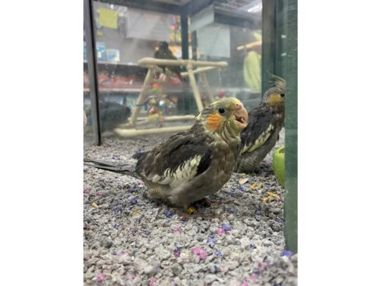 Cockatiel BIRD Male Normal 13630 Petland Pensacola, Florida