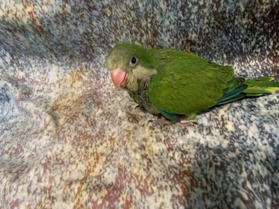 quaker BIRD Green 13628 Petland Pensacola, Florida