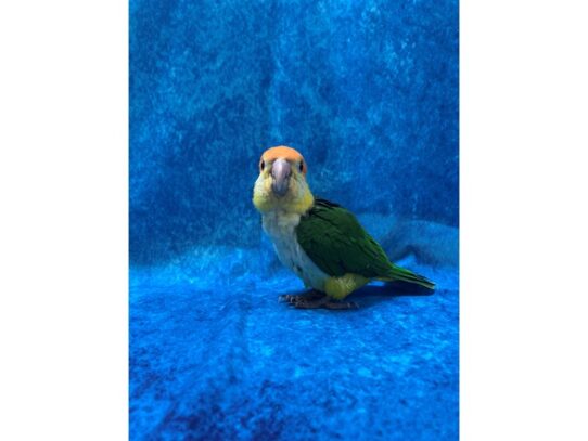 White Belly Caique-BIRD-Male-Normal-13631-Petland Pensacola, Florida