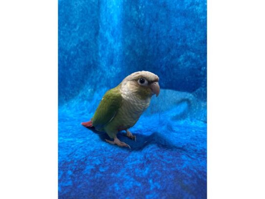 Green Cheek Conure-BIRD--Cinnamon-13632-Petland Pensacola, Florida