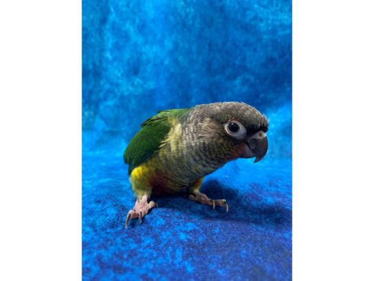 Green Cheek Conure-BIRD--Yellowside-13633-Petland Pensacola, Florida