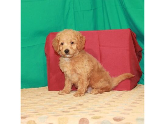 Goldendoodle Mini 2nd Gen DOG Male Red 13638 Petland Pensacola, Florida