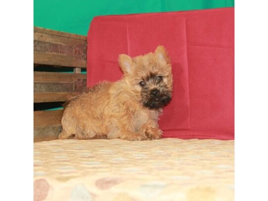 Cairn Terrier DOG Female Wheaten 13637 Petland Pensacola, Florida