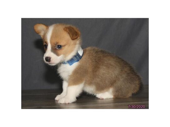 Pembroke Welsh Corgi DOG Female Red / White 13639 Petland Pensacola, Florida