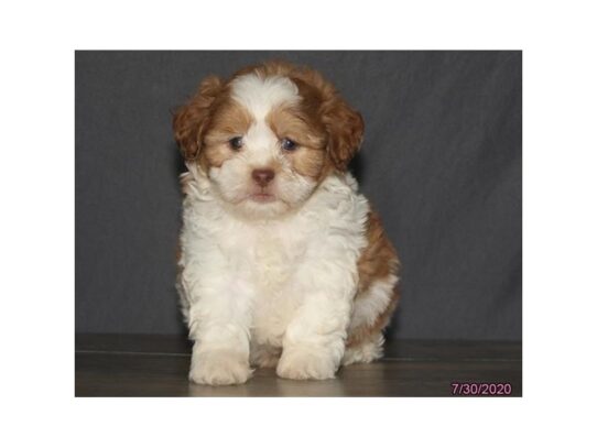 Teddy Bear DOG Male Red / White 13644 Petland Pensacola, Florida