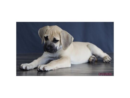 Cane Corso-DOG-Female-Fawn-13643-Petland Pensacola, Florida