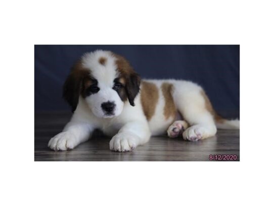 Saint Bernard DOG Male Brown / White 13641 Petland Pensacola, Florida