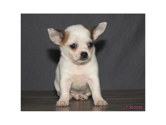 Chihuahua DOG Male White 13642 Petland Pensacola, Florida