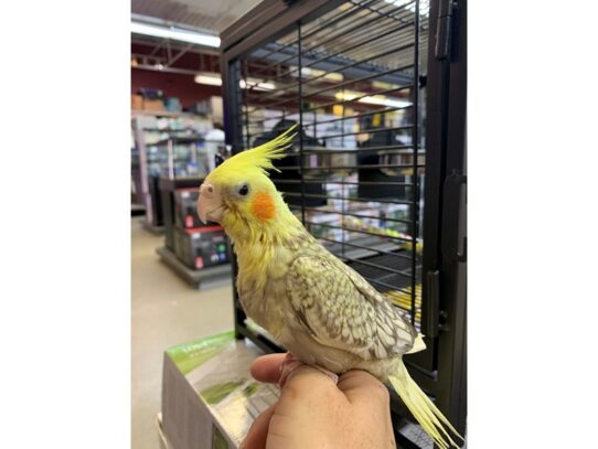 Cockatiel-BIRD-Female-Cinnamon Pearl-13646-Petland Pensacola, Florida