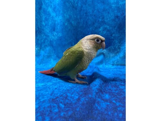 Green Cheek Conure-BIRD--Cinnamon-13645-Petland Pensacola, Florida