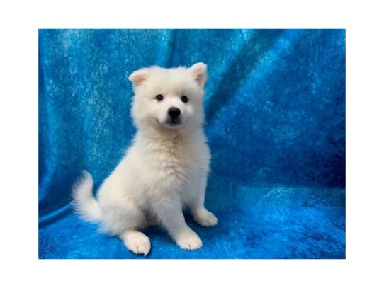 American Eskimo-DOG-Male-White-13648-Petland Pensacola, Florida