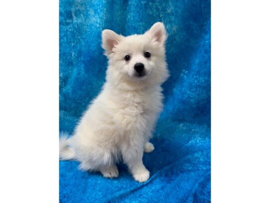 American Eskimo-DOG-Female-White-13649-Petland Pensacola, Florida