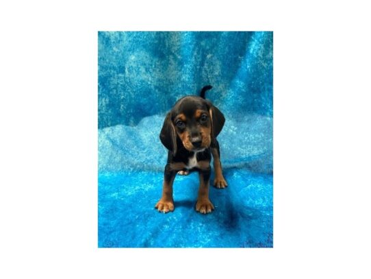 Beagle DOG Female Black, tan & white 13636 Petland Pensacola, Florida