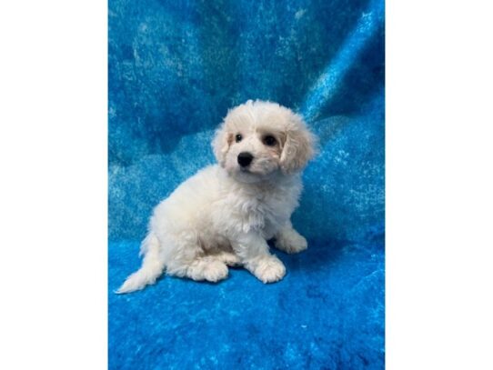 Bichon Frise DOG Female White 13650 Petland Pensacola, Florida