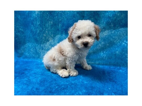 Poodle DOG Male Cream 13651 Petland Pensacola, Florida