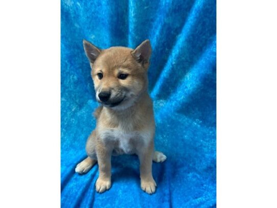 Shiba Inu DOG Female Red sesme 13635 Petland Pensacola, Florida