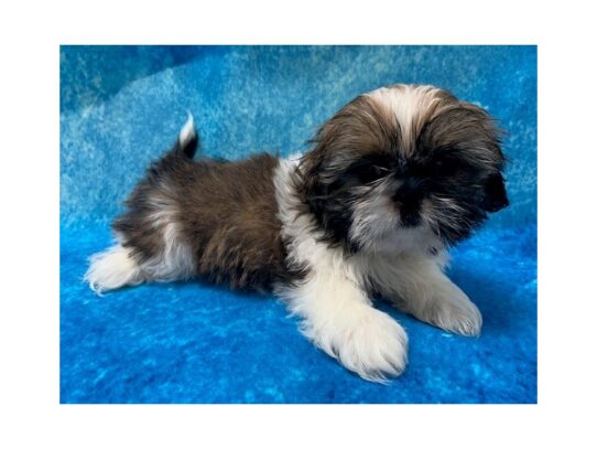 Shih Tzu DOG Female brdl&white 13634 Petland Pensacola, Florida