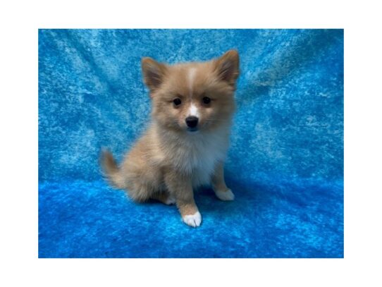 Pomeranian DOG Female Orange and White 13623 Petland Pensacola, Florida