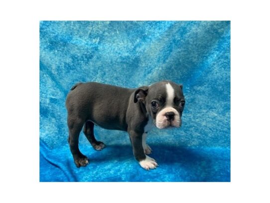 Boston Terrier DOG Male Blue / White 13600 Petland Pensacola, Florida