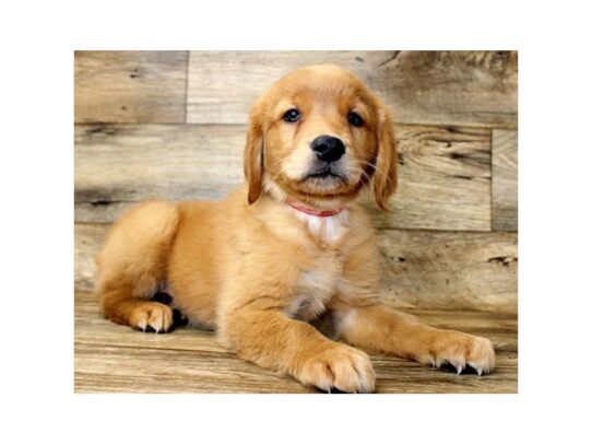 Golden Retriever DOG Female Golden 13657 Petland Pensacola, Florida