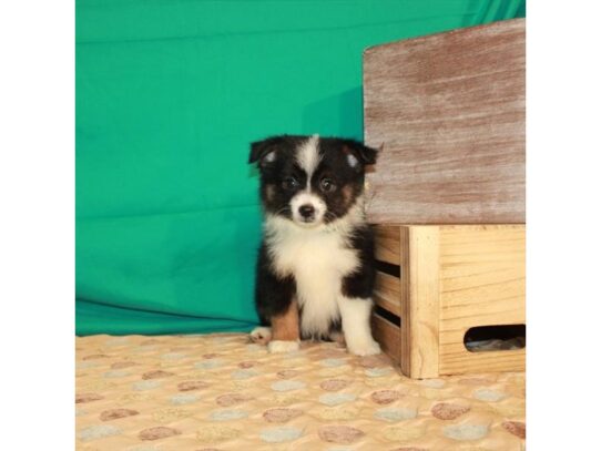 Miniature Australian Shepherd DOG Male Black 13656 Petland Pensacola, Florida