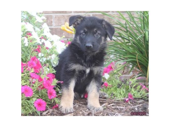 German Shepherd Dog DOG Male Black / Tan 13667 Petland Pensacola, Florida