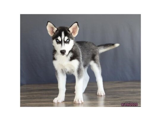 Siberian Husky DOG Female Black / White 13665 Petland Pensacola, Florida