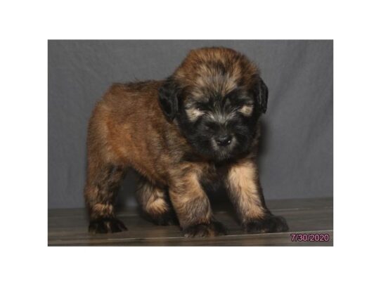 Soft Coated Wheaten Terrier DOG Male Wheaten 13666 Petland Pensacola, Florida