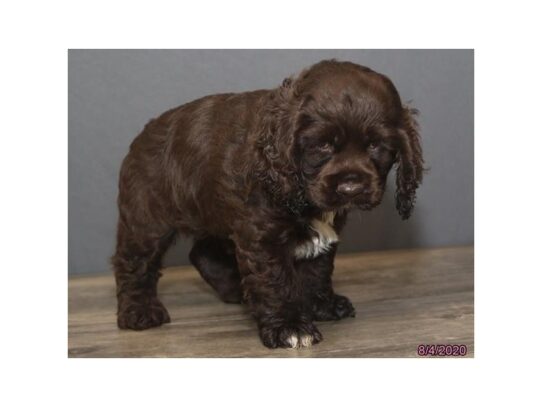 Cocker Spaniel DOG Female Chocolate 13663 Petland Pensacola, Florida